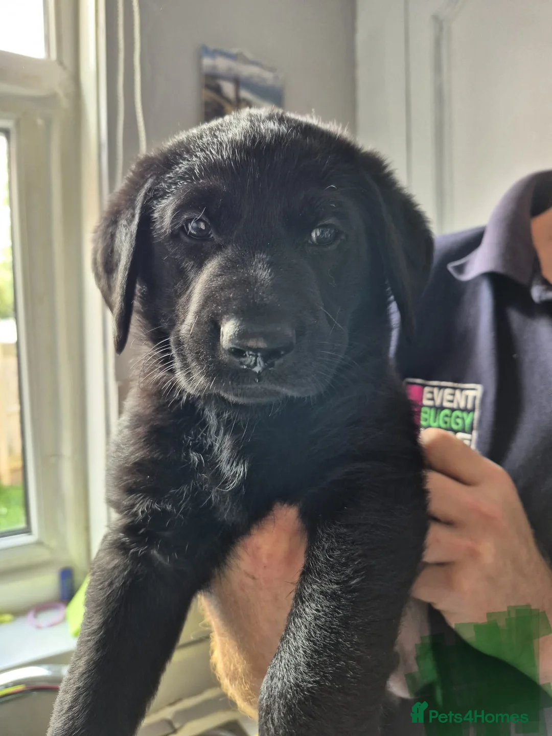 Sheprador dogs for sale: Sheprador puppies 2 boys left - Advert 1