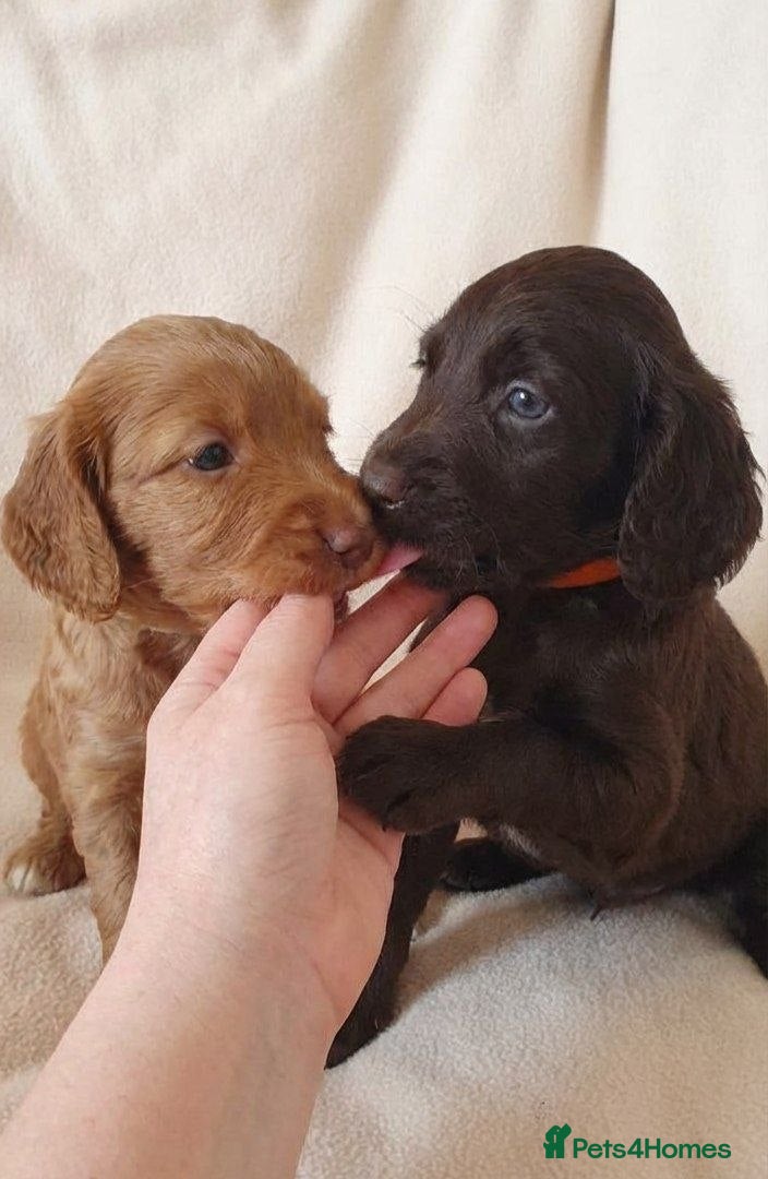 Cockapoo dogs Beautiful Chocolate and Beige Cockapoo Puppies - Advert 8