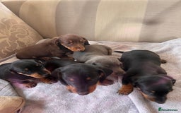 Dachshund dogs for sale: Daushund puppy’s for sale ready to leave 💝  - Image 4