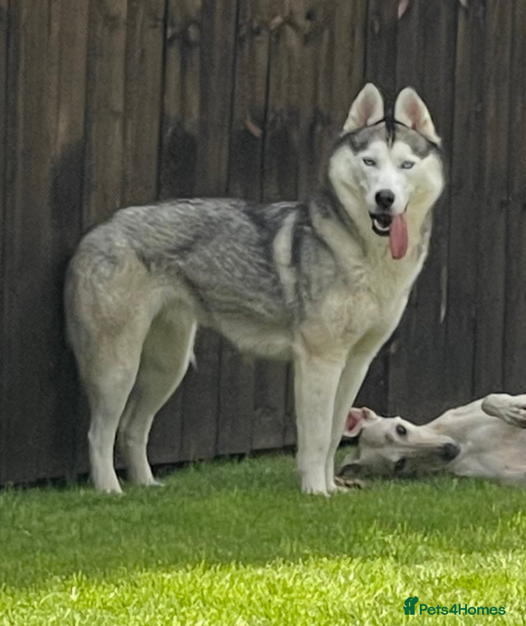 Siberian Husky dogs for sale: Stunning Siberian Husky puppies 😍 - Advert 3