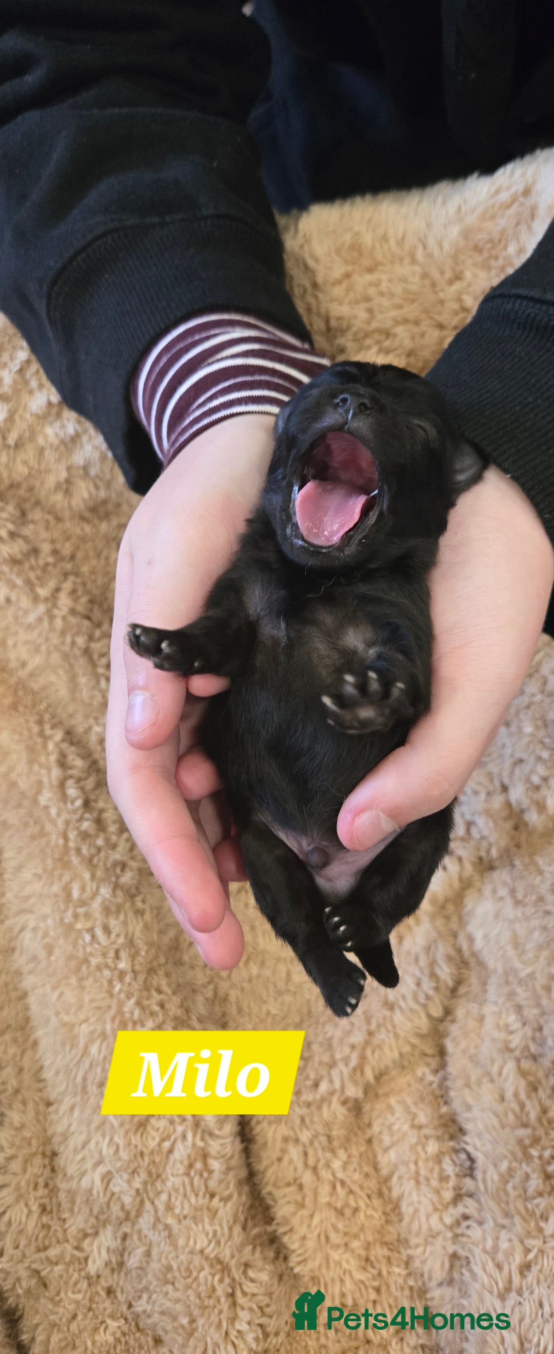 Pomeranian dogs for sale: Pretty Pomeranians  - Advert 1