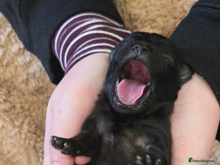 Pomeranian dogs Pretty Pomeranians - Advert 9