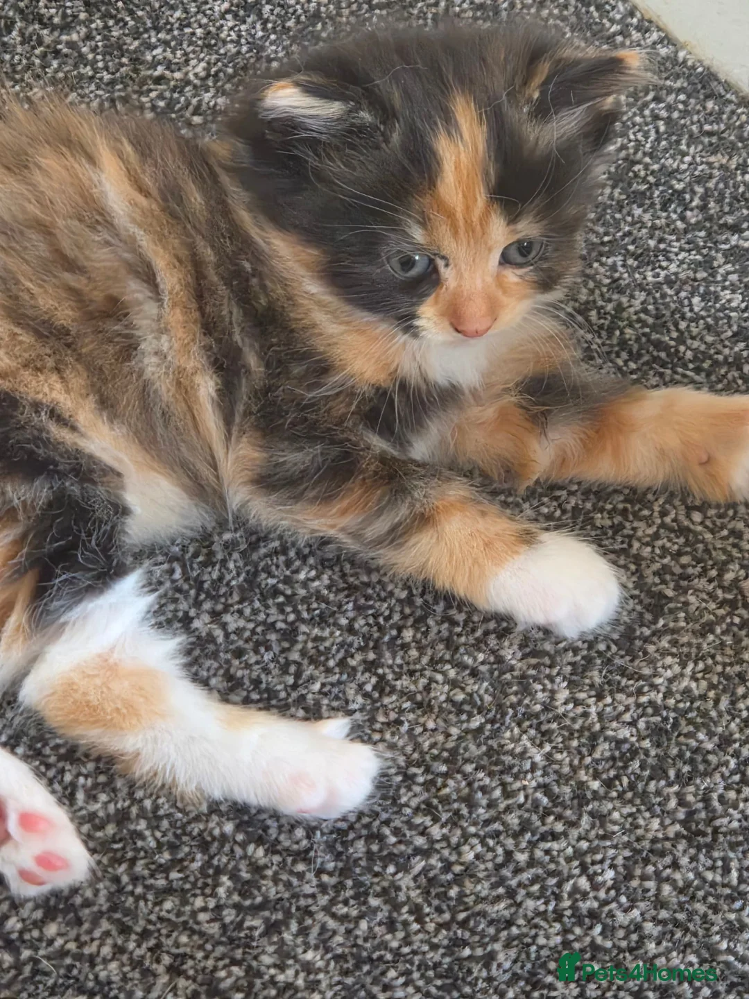 Mixed Breed cats for sale: Beautiful kitten  - Advert 2