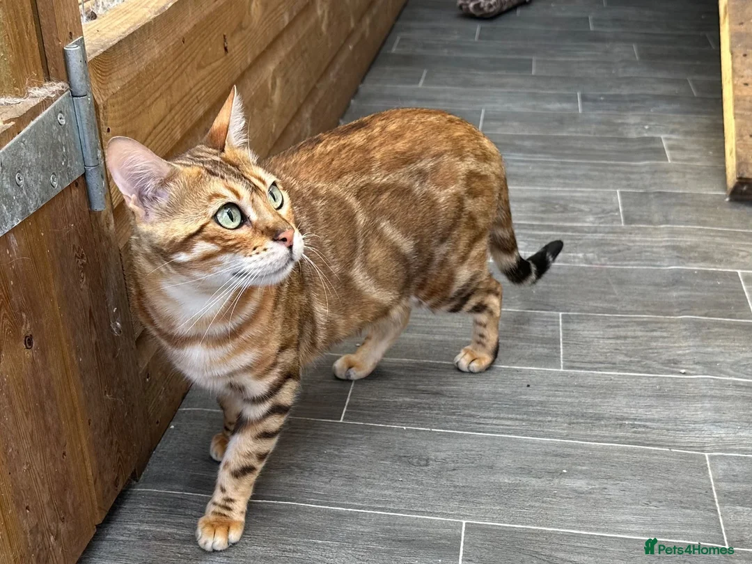 Bengal cats for sale: Beautifull girl  - Advert 1