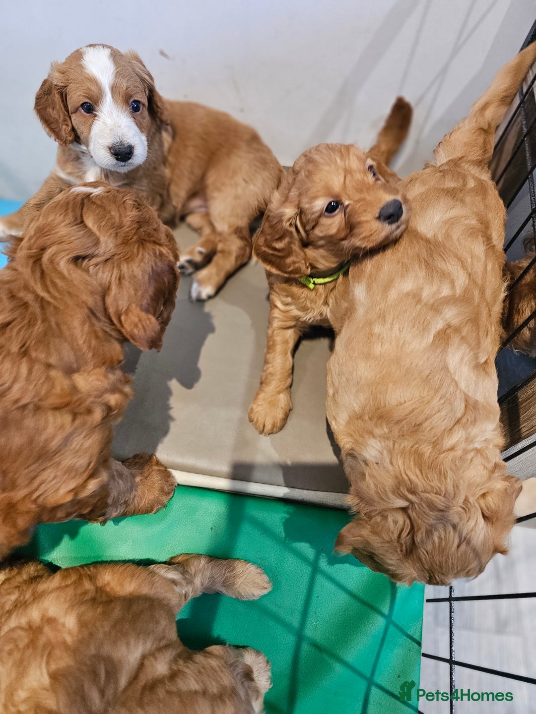 Mixed Breed dogs for sale: F2 Cockapoo's  - Image 11