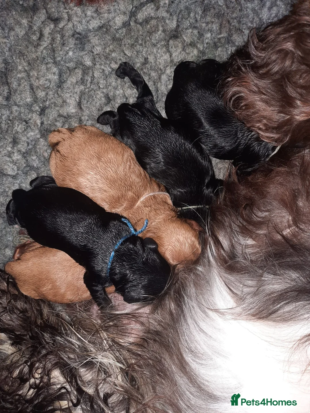 Toy Poodle dogs for stud: *STUD* Gorgeous KC Registered Toy Poodle in Manchester - Advert 22
