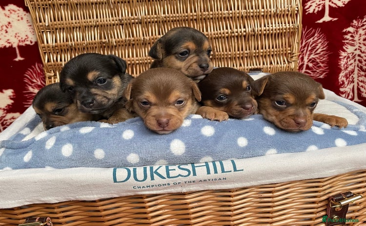 Jack Russell dogs - Advert 2