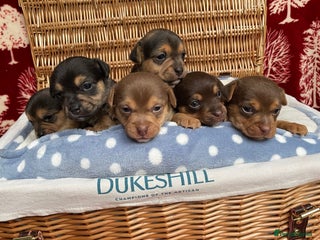 Jack Russell dogs - Advert 3