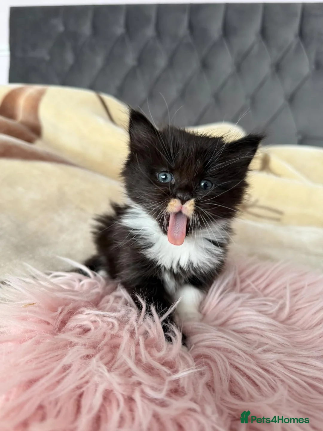 Mixed Breed cats for sale: Adorable fluffy kittens looking for loving family - Advert 2