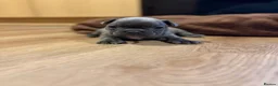 French Bulldog dogs for sale: French bulldogs puppy’s  in Lincoln - Advert 21