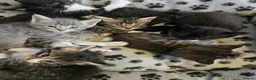 Mixed Breed cats for sale: 6 gorgeous kittens  - Advert 5
