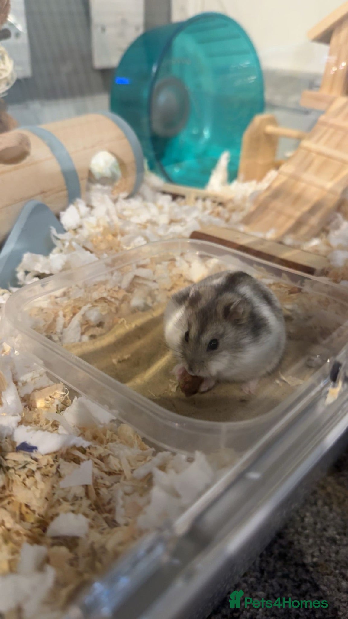 Hamster rodents Russian Dwarf Hamster - Advert 3