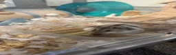 Hamster rodents for sale: Russian Dwarf Hamster - Advert 1