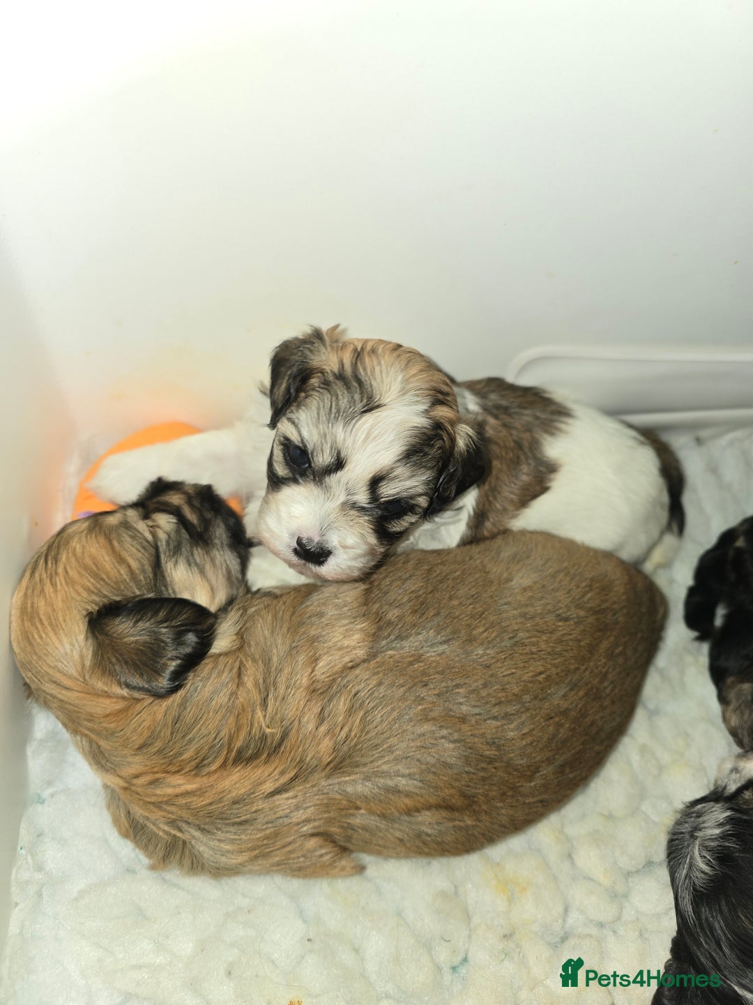 Havanese dogs for sale: Pedigree Havanese pups - Advert 7