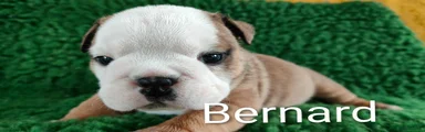 Bernard