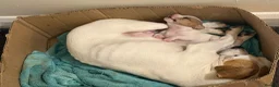 Jack Russell dogs for sale: Jack Russell  in London - Advert 6