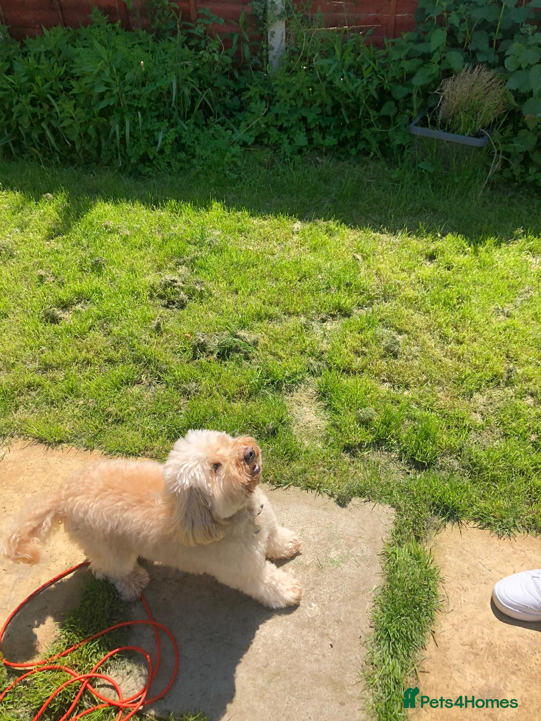 Mixed Breed dogs for sale: Gorgeous Coton noodle Boy - Image 6