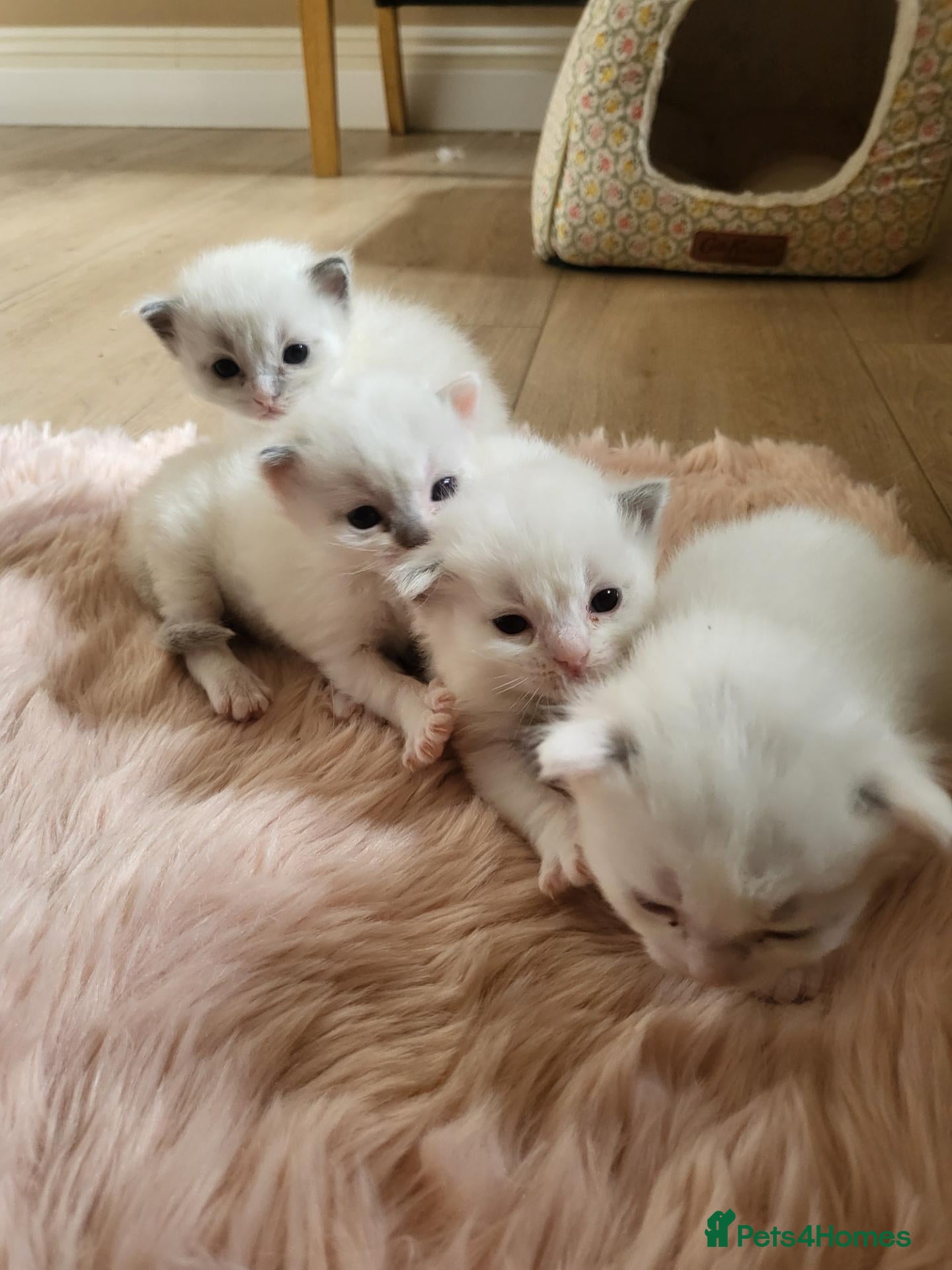Ragdoll cats Exceptional pure bred ragdolls - Advert 1