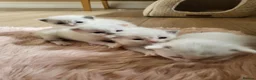 Ragdoll cats for sale: Exceptional pure bred ragdolls in Stoke-on-Trent - Advert 1