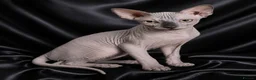 Sphynx cats for sale: Beautiful  Kittens 2 Boys & 1 Girl Available 💎 - Advert 27