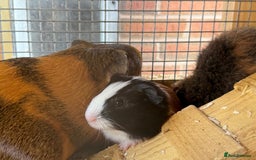 Guinea Pig rodents for sale: Last 2 Baby Guinea Pigs   - Image 1