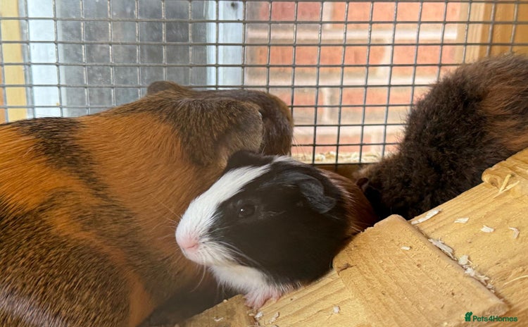 Guinea Pig rodents - Advert 4