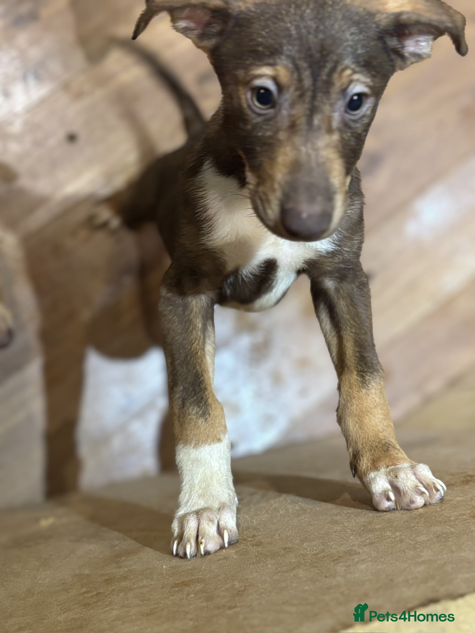 Mixed Breed dogs for sale: Mixed Breed Pups - Advert 28