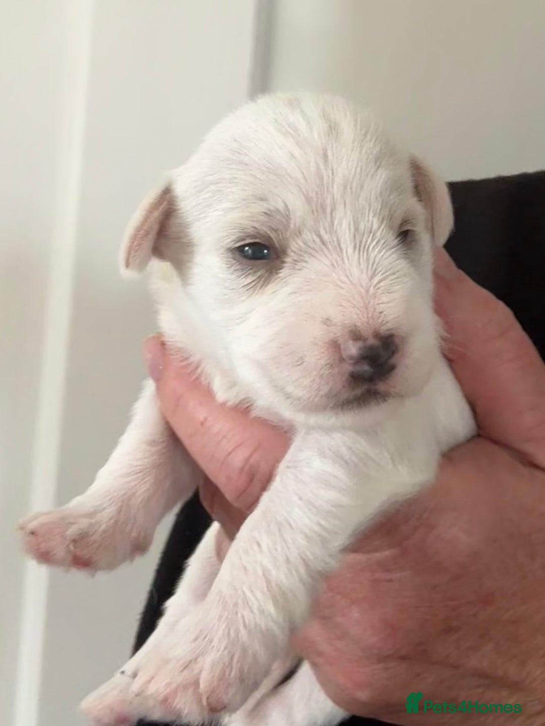 Miniature Schnauzer dogs for sale: Top Quality, health tested Mini Schnauzer pups - Image 9