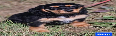 Mixed Breed 5