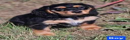 Mixed Breed dogs for sale: Lovely cockapoo x cockailer puppies for sale  - Advert 6