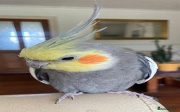 Cockatiels birds for sale: Pair of bonded male cockatiels hand reared tame - Image 8
