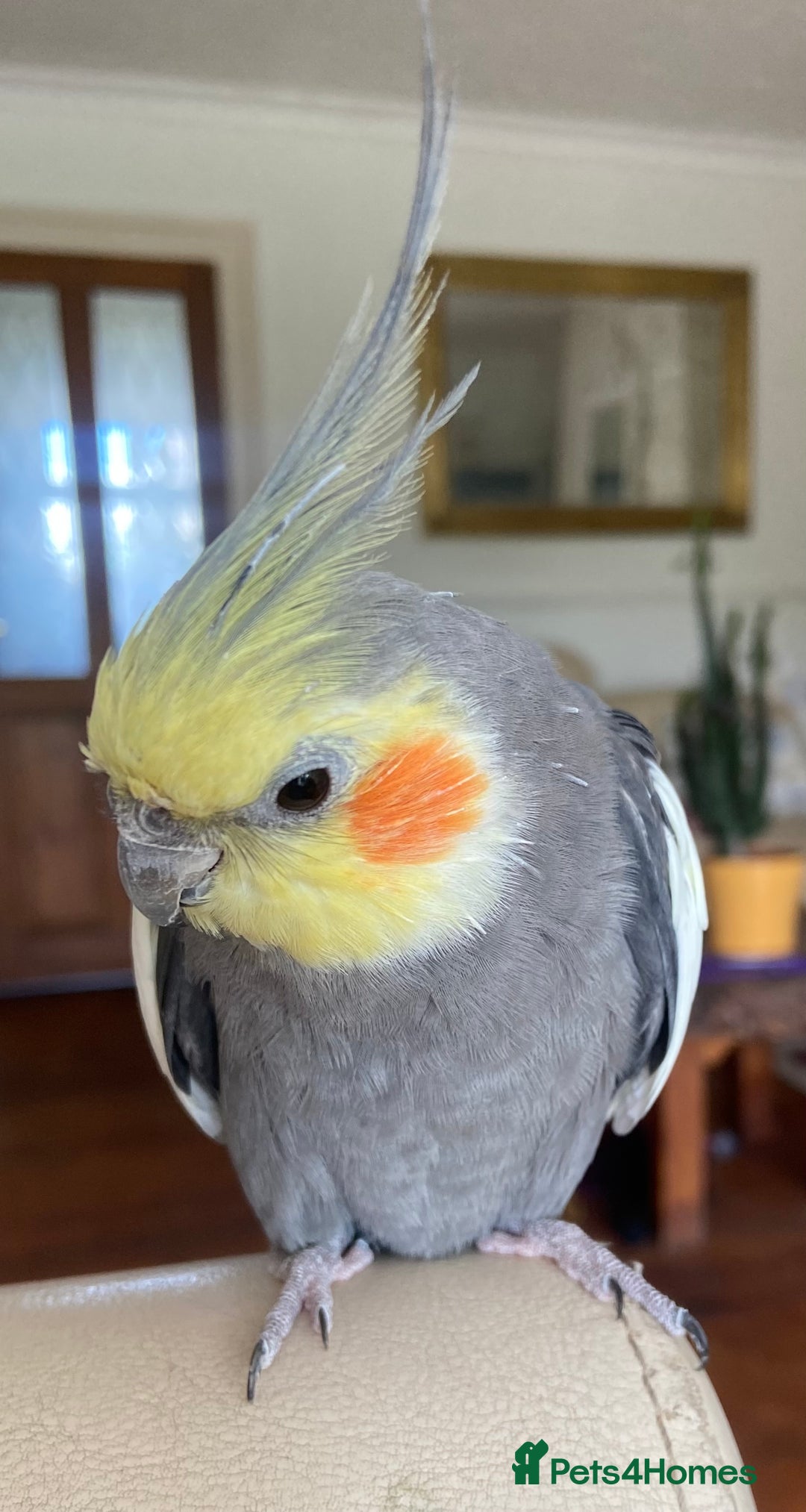 Cockatiels birds for sale: Pair of bonded male cockatiels hand reared tame - Image 8