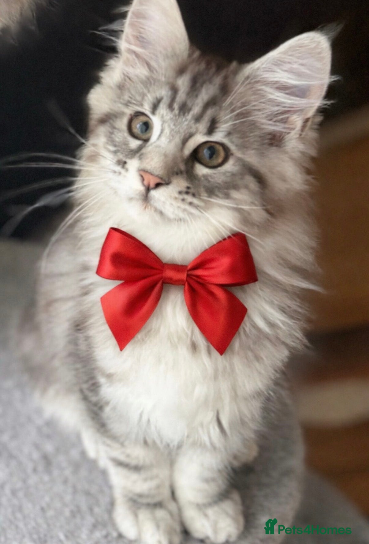 Maine Coon cats Ready to leave quality Maine coon kittens - Advert 15