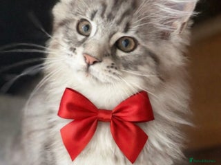 Maine Coon cats Ready to leave quality Maine coon kittens - Advert 15