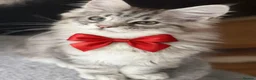 Maine Coon cats for sale: Last kitten remaining quality Maine coon kittens - Advert 7