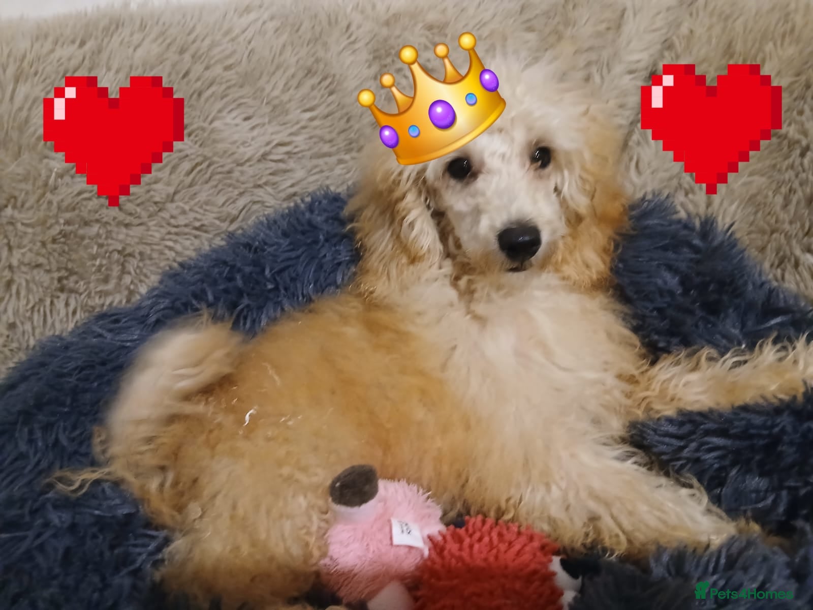 Miniature Poodle dogs Apricot miniature poodles - Advert 5