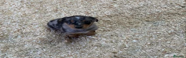 Mixed Breed 4
