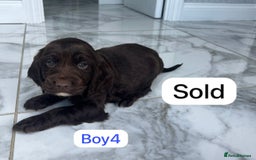Cockapoo dogs for sale: F1B puppies - Image 8