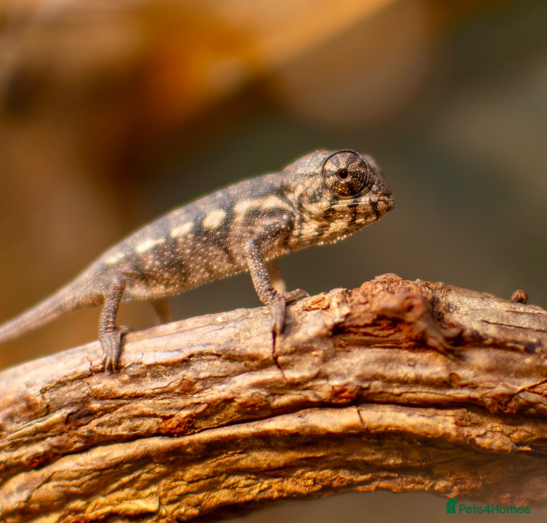 Chameleon reptiles for sale: Ambilobe Panther Chameleon Male - Advert 5