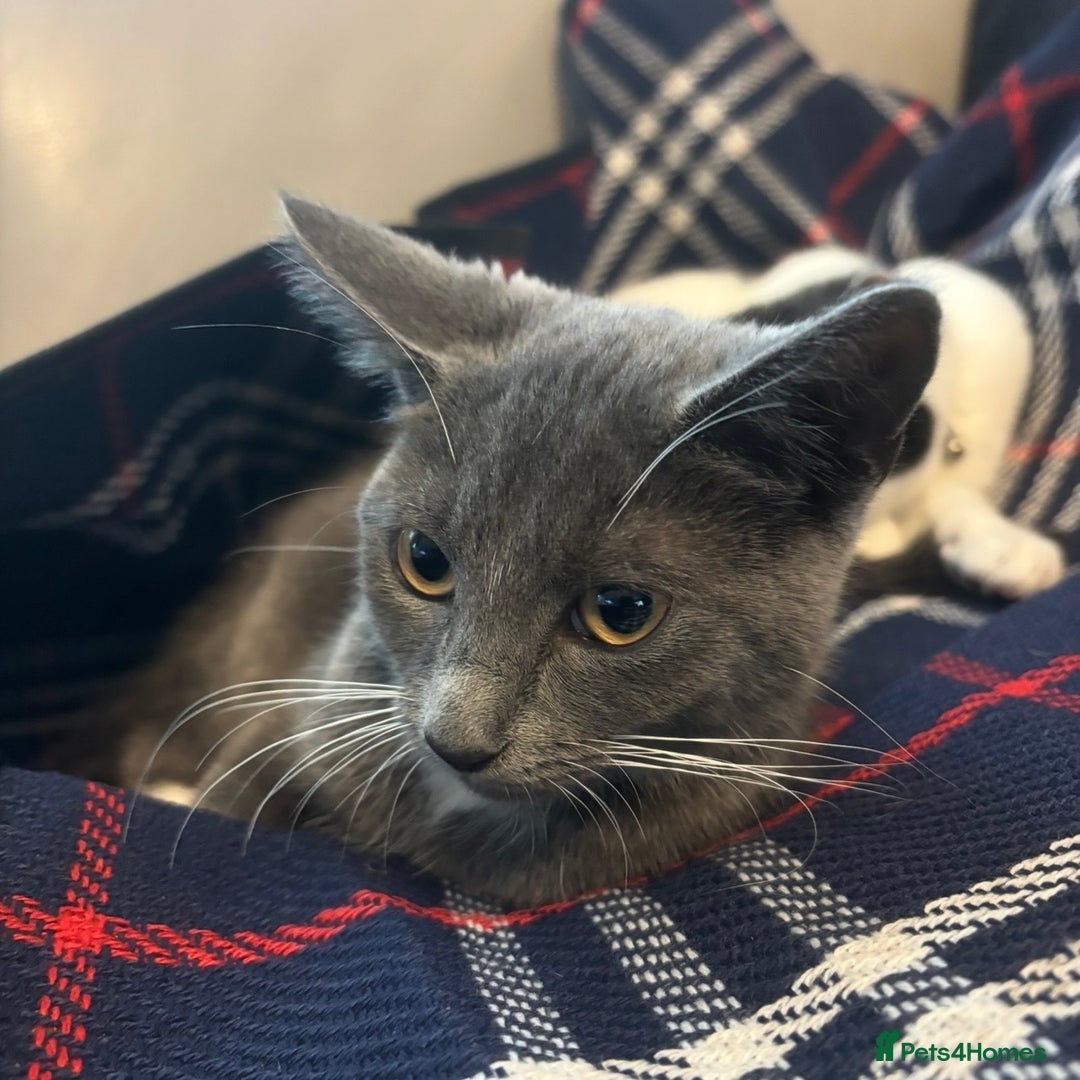 Domestic Shorthair cats for sale: Two female cats  - Advert 5