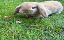 Mini Lop rabbits for sale: Mini Lops - Image 6