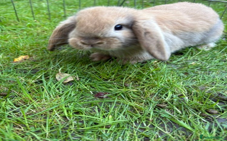 Mini Lop rabbits Mini Lops - Advert 15