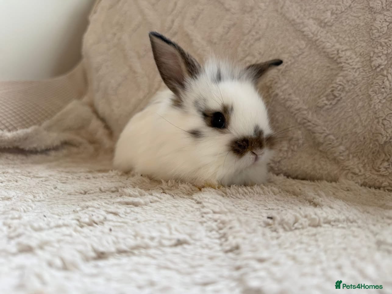 Lionhead rabbits Lionhead bunnies  - Advert 1