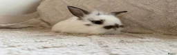 Lionhead rabbits for sale: Lionhead bunnies  - Advert 1