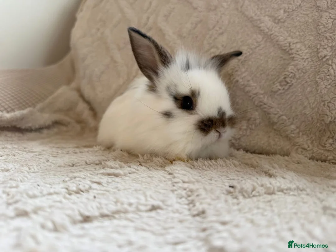 Lionhead rabbits for sale: Lionhead bunnies  - Advert 1
