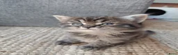 Maine Coon cats for sale: Half main coon kittens - Advert 14