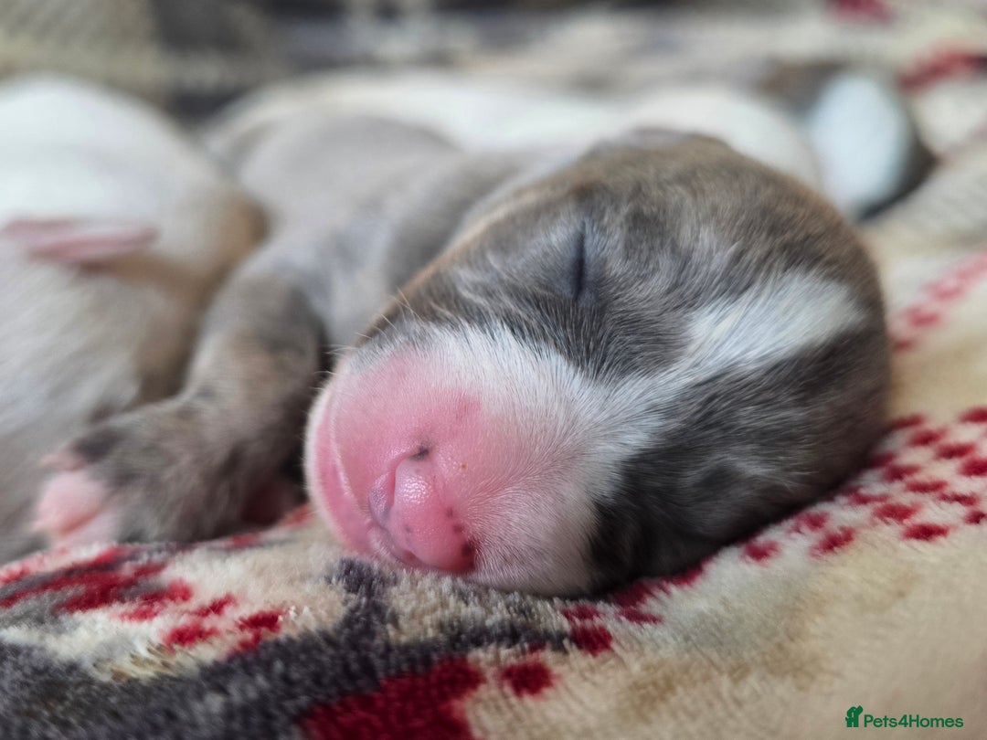 Whippet dogs for sale: KC Registered Small Whippet Puppies - Advert 15