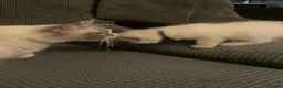 Ragdoll cats for sale: Gorgeous Ragdoll Kittens - Advert 12
