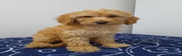 Miniature Poodle dogs for sale: Beautiful miniature poodle puppies ready now - Advert 5