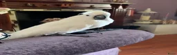 Cockatoo birds for sale: Pure white cockatoo female   in Beckermet - Advert 1